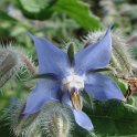 Borago officinalis fleur detail